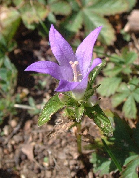 Quale campanula?